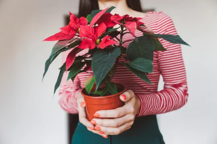 Winter Blooming Flowers 