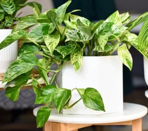 10 Non-Toxic Indoor Plants 