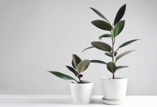 Non-Toxic Indoor Plants