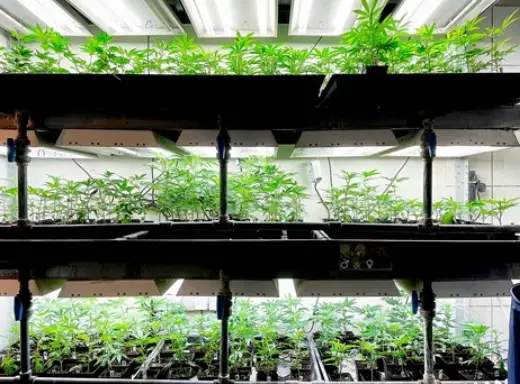 Growing Herbs Indoors 