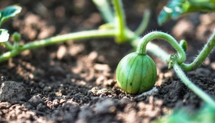 Watermelon Companion Plants