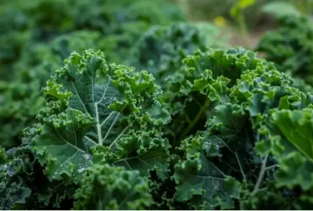 Dirtgreen.com - Everything Around The YardThe Easiest Vegetables To Grow in Your Garden