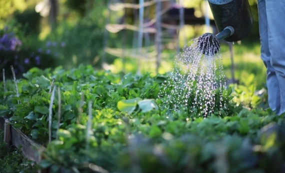 How to Save Time with Your Vegetable Gardening