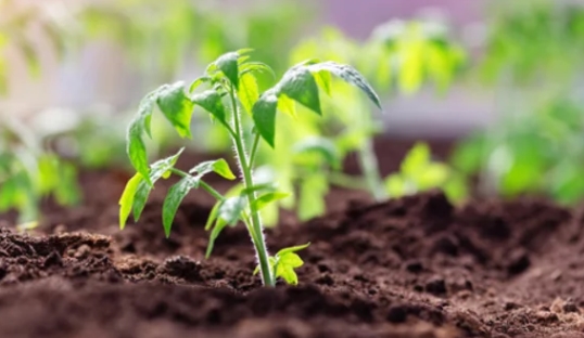 How to Save Time with Your Vegetable Gardening