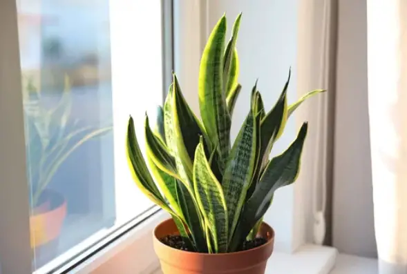 10 Non-Toxic Indoor Plants 
