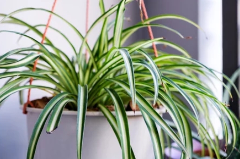 10 Non-Toxic Indoor Plants 