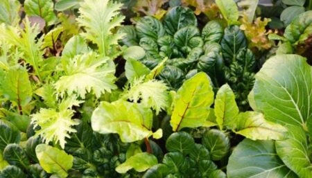 Winter Vegetables To Grow