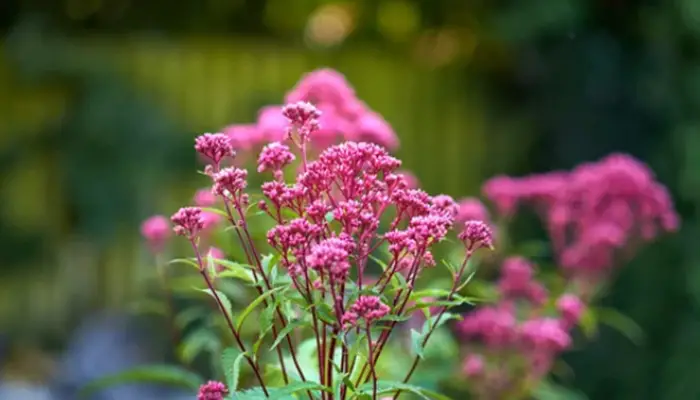Dirtgreen.com - Everything Around The YardChoosing The Perfect Winter Blooming Flowers For Garden