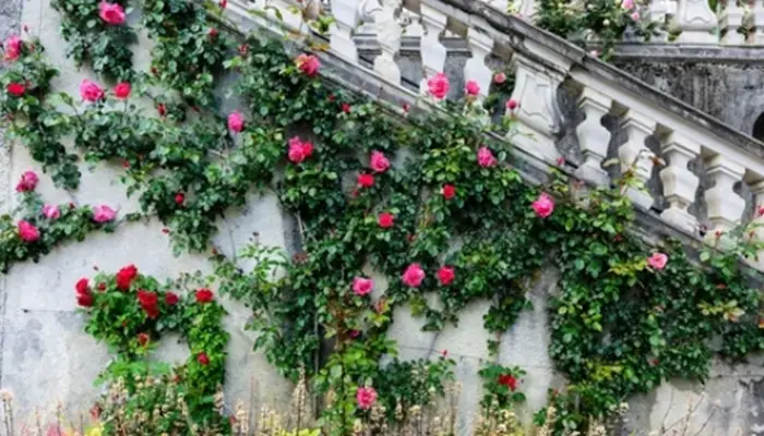 What to Consider When Buying Climbing Plants For Your Garden