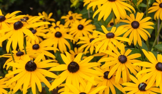 Climbing Plants for Fence