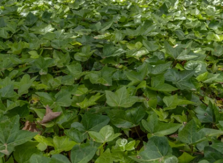 Climbing Plants for Fence