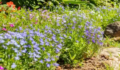 How To Grow Blue Lobelia Flowers