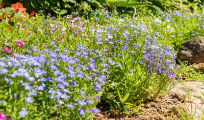 How To Grow Blue Lobelia Flowers