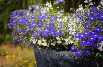 How To Grow Blue Lobelia Flowers