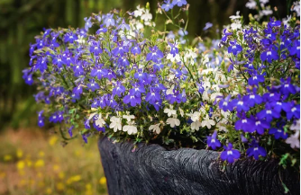 How To Grow Blue Lobelia Flowers