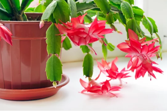 How To Grow Christmas Cactus Plant 