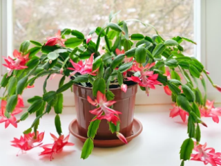How To Grow Christmas Cactus