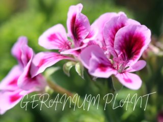 Grow Orange Geranium Plant
