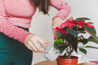 How to Grow a Poinsettia Plant