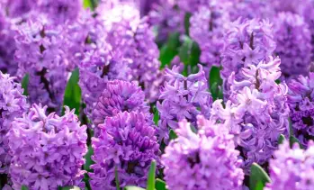 How to Grow Purple Hyacinths Plant 