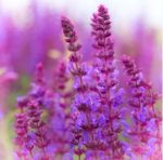 How to Grow Pink Lavender Plants Indoor and Outdoor At Home