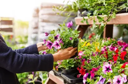 How to Grow Petunia Flowers