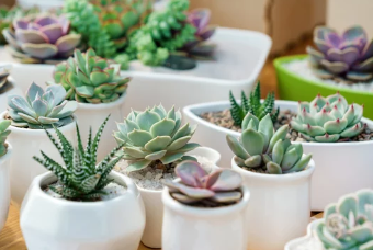 Grow Succulent Plants in Sand 