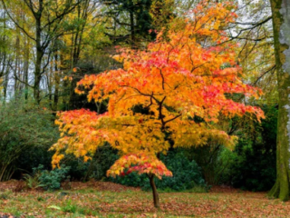 Do Acer Tree Like Shade