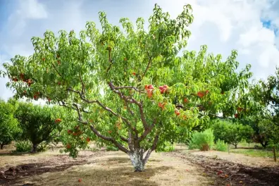 Fruit Trees for Shade