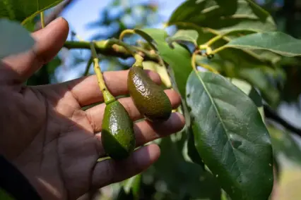 Keep Avocado Trees Small