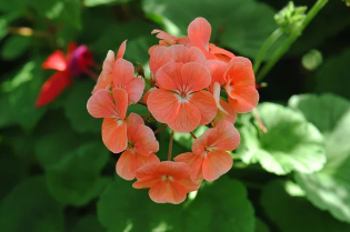 Orange Geranium Plant