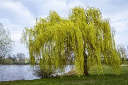What is Willow Tree