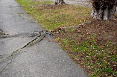 Tree Roots from Damaging Your Foundation