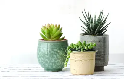 Succulent Plants from Cuttings