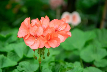 Grow Orange Geranium Plant