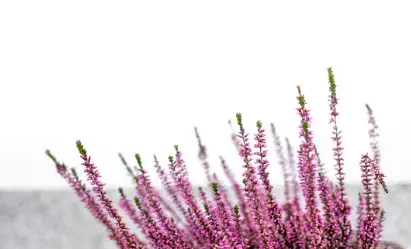 How to Grow Pink Lavender Plants