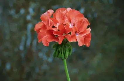 Orange Geranium Plant