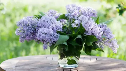 Can Lilacs Grow in Shade 