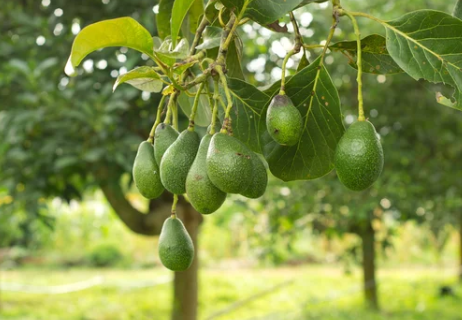 Keep Avocado Trees Small