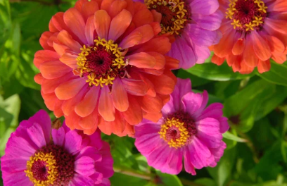 How to Grow Zinnia Flowers