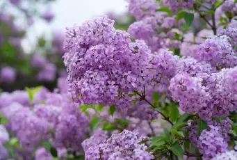 Can Lilacs Grow in Shade 
