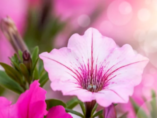 How to Grow Petunia Flowers