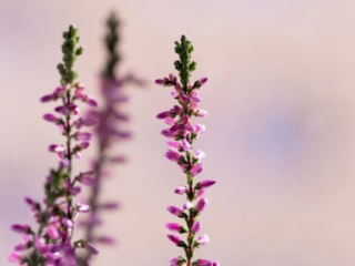 How to Grow Pink Lavender Plants