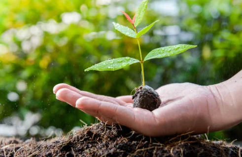 Keep Avocado Trees Small