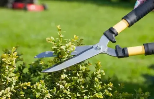 Planting and pruning help to maintain the health of your garden