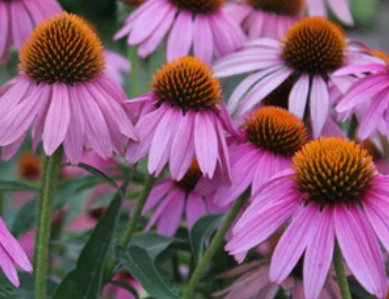 Coneflower