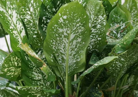 Dumb cane plant