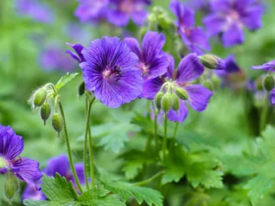 Hardy geraniums