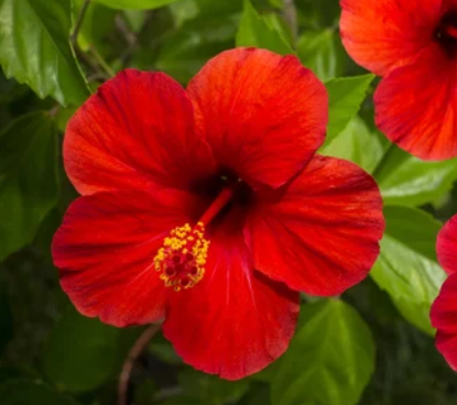 Hibiscus