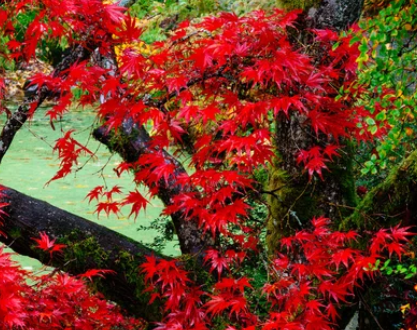 Japanese Maple Tree